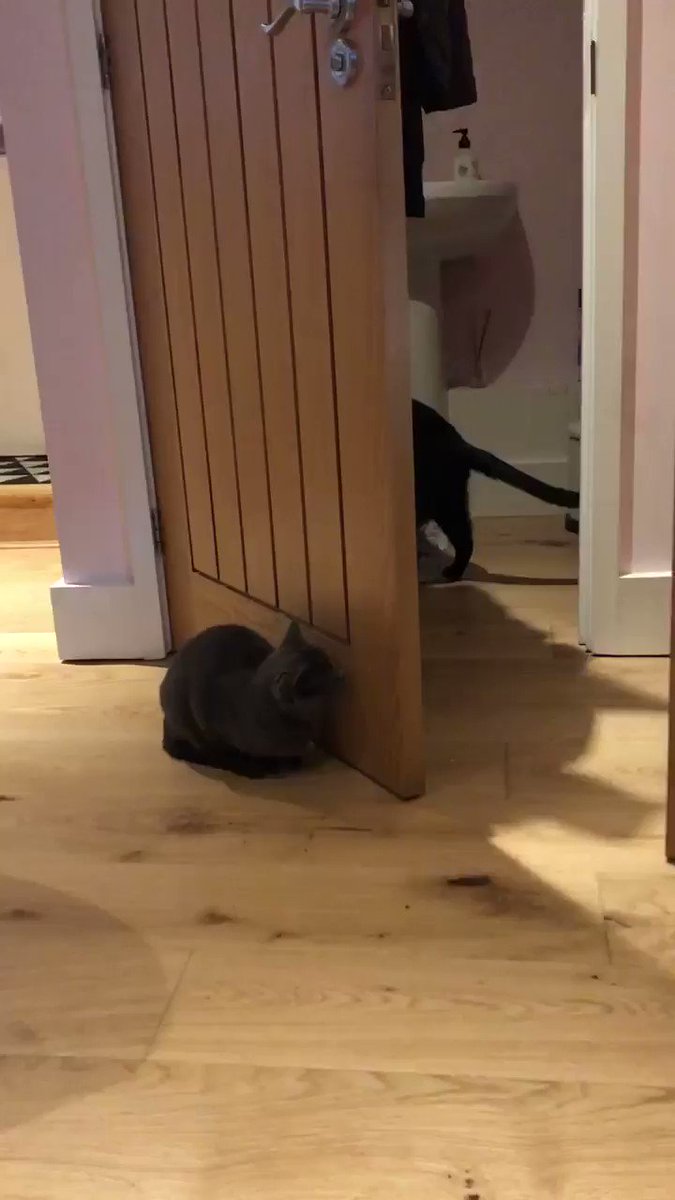 BOO!!!!!!!!!
While my brofur @Halfsiamesesid was going to the loo (teehee! πΉ) I thought Iβd stalk him and give him a fright!! ππ» ππ» ππ»