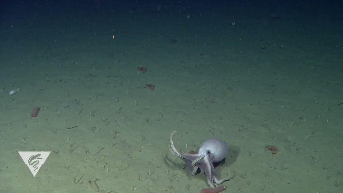 頭足類週間 につき全米の水族館や頭足類好きが Cephalopodweek のタグでとっておきのタコ イカ画像をシェア Togetter 頭足類週間 につき全米の水族館や頭足類好きが Cephalopodweek のタグでとっておきのタコ イカ画像をシェア Togetter