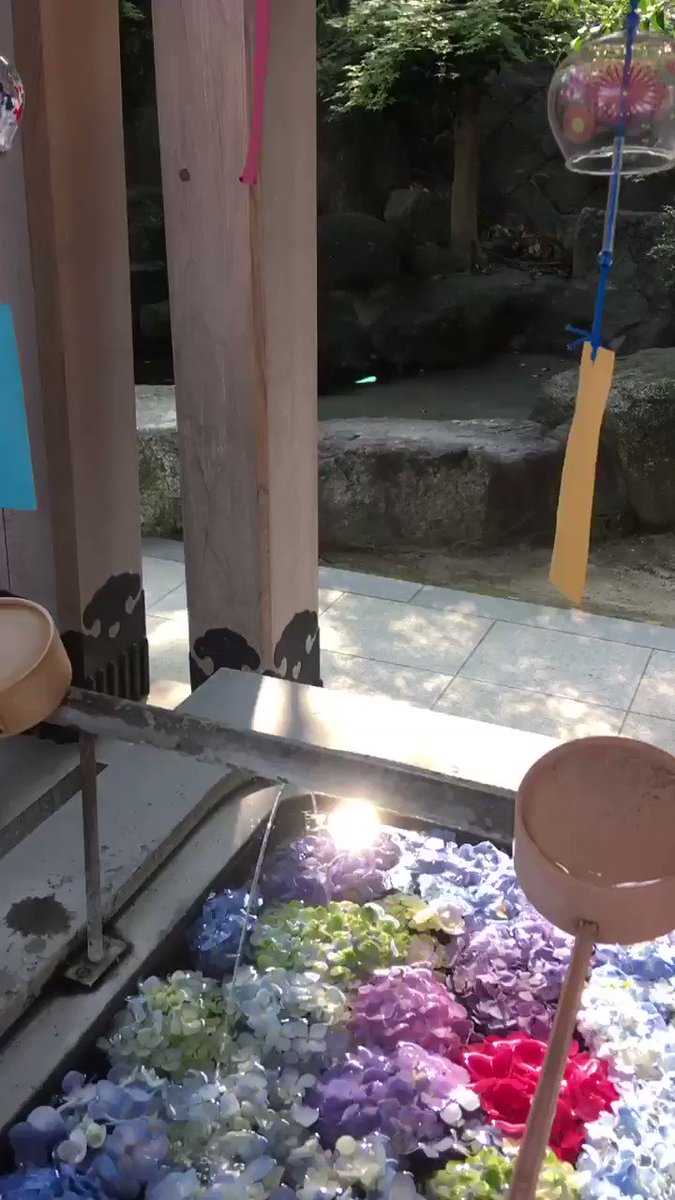 福岡春日神社繡球花手水舎夏日期間限定 七彩繡球花超夢幻 點好生活