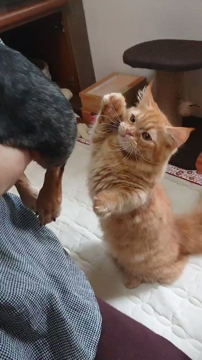 ワンコの爪を切っている時に後ろでコソコソ動いていた猫がかわいすぎるwww