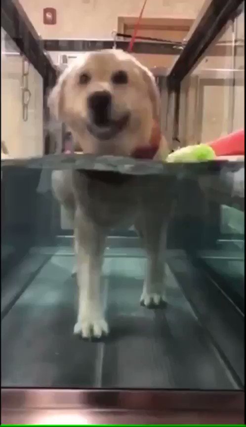 This is Annie. She doesn’t mind hydrotherapy as long as “Walking On Sunshine” plays on repeat. 14/10 #SeniorPupSaturday