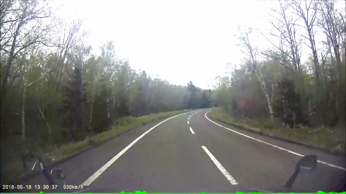 道路でクマと遭遇した時の対処法！万が一に備えよう