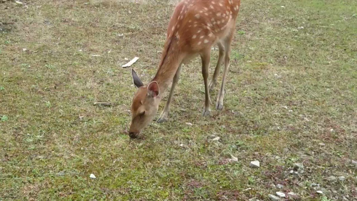 野生動物への餌付けの最大の被害者は野生動物自身 餌付けされたシカが農家に迷惑をかけたので捕殺した猟師が想いを語る 宮島のシカの餌やり問題 にも Togetter 野生動物への餌付けの最大の被害者は野生動物自身 餌付けされたシカが農家に迷惑をかけたので捕殺した猟師が想いを語る 宮島のシカの餌やり問題 にも Togetter