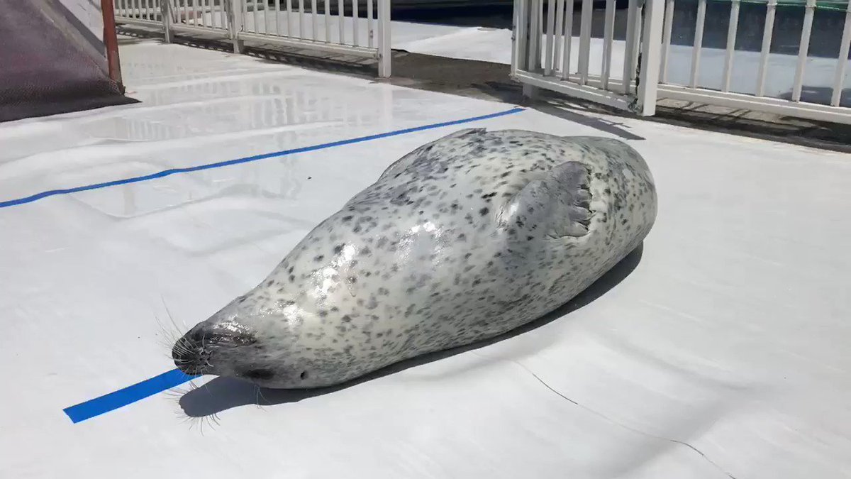 アザラシシーパラダイス 公式 寝てても良い音 笑 何回も聞いてると何かのリズムのようです 笑