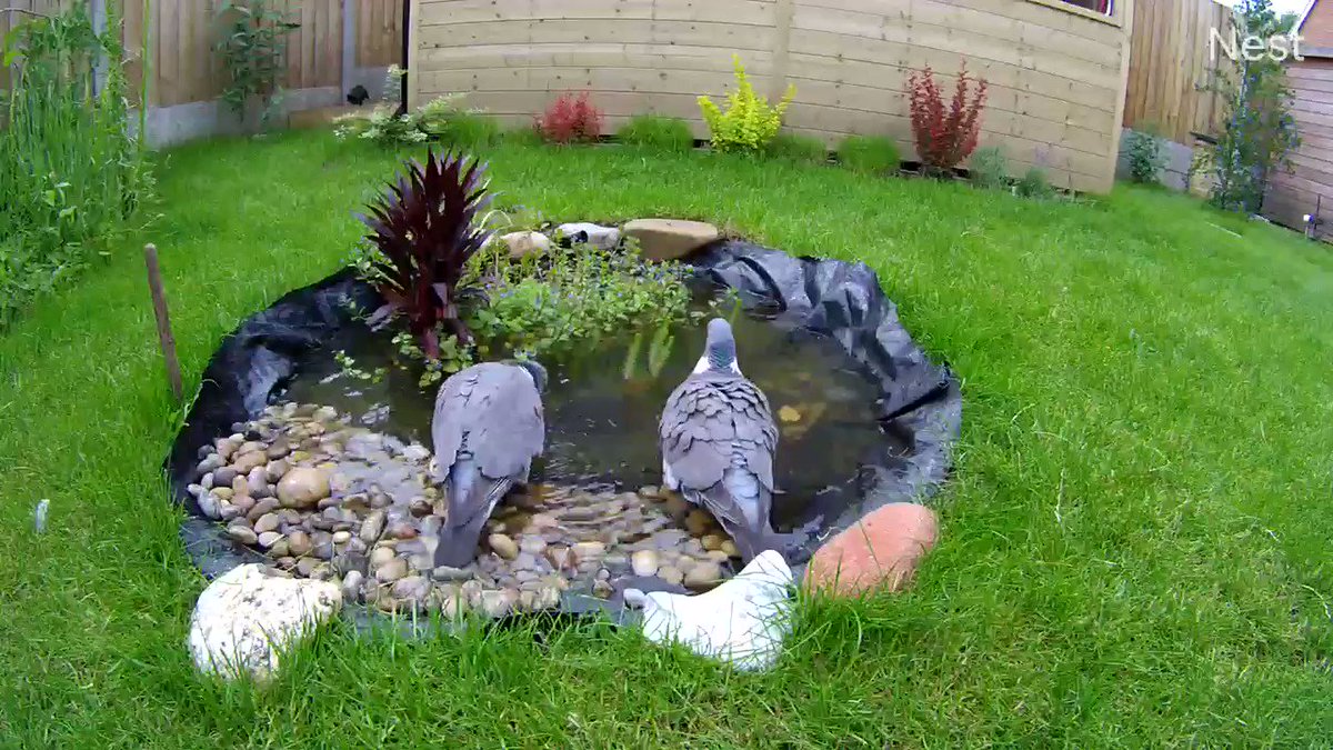 Bea (@NorfolkBea) on Twitter photo 2019-06-24 12:51:24 The BFPs are making the most of the new bathing facilities at the #OverstrandBirdCafe #woodpigeon The BFPs are making the most of the new bathing facilities at the #OverstrandBirdCafe #woodpigeon