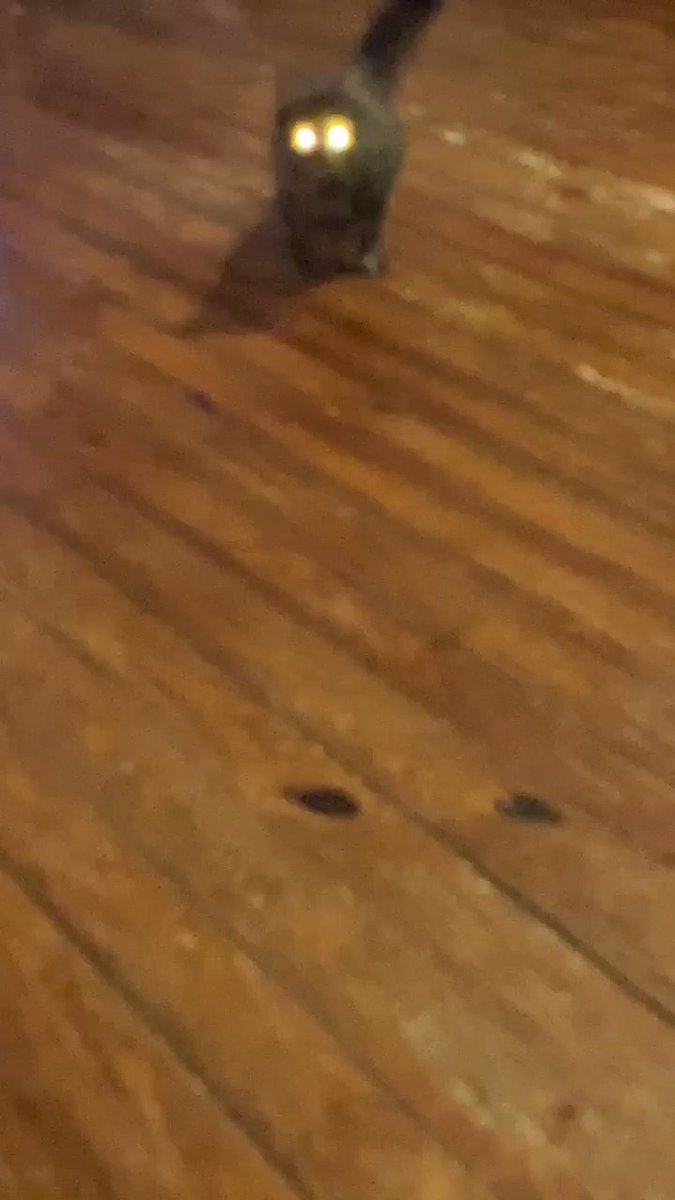 Watching wrestling & wanted to show you all the kitten I adopted. The kitten no one wanted cause it’s back legs don’t work. Well that ain’t me. I named her Precious cause that’s what she is. I’m not perfect and I’ll love you if you aren’t either.
