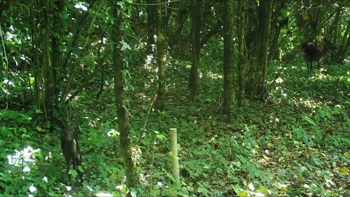 Jochen Langbein (@JoLangb) on Twitter photo 2019-06-24 07:46:28 A bit of #MondayMotivation from this one-week old wild fallow fawn #fullofbeans visting my #Trailcam @BritishDeerSoc @DeerInitiative @TheDailyDeer @TrailCamNation @BBCSpringwatch #deer A bit of #MondayMotivation from this one-week old wild fallow fawn #fullofbeans visting my #Trailcam @BritishDeerSoc @DeerInitiative @TheDailyDeer @TrailCamNation @BBCSpringwatch #deer
