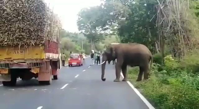An Elephant feasted on sugarcanes for more than an hour from the lorry which was parked as it ran out of fuel in Sathyamangalam. Later , forest officials drove the elephant into the forest.