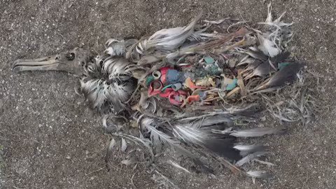 Protect birds 🦢 🐦 🦅: Be the solution and #BeatPlasticPollution
Thanks for video Chris Jordan!