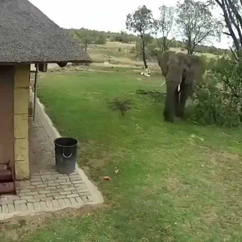 WATCH THIS..!!Found this video on Instagram These creatures are better than 80% of humans .#pollution