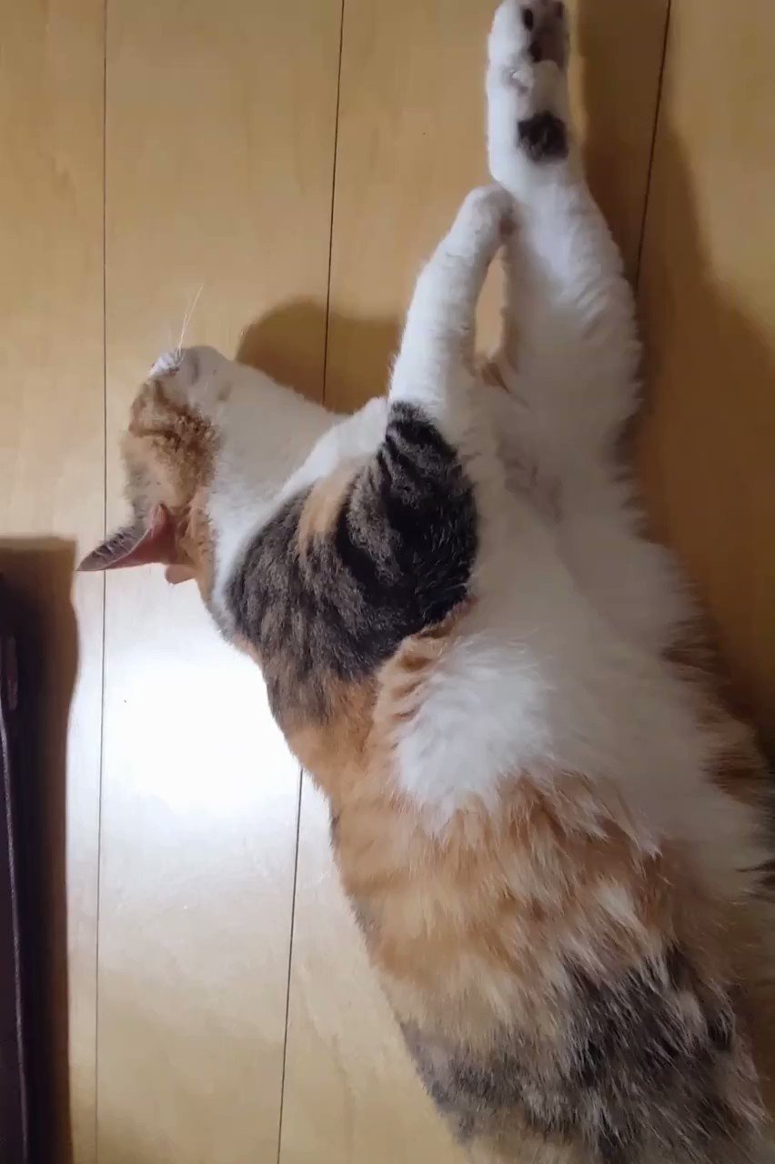 湊文 猫の菊ちゃん 今日の後ろ足プルルする菊ちゃん T Co Qiomahcyex Twitter