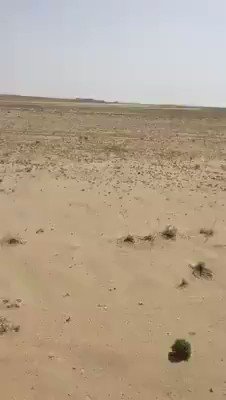 Like biblical plague, locusts descend on #Pakistan’s #Sindh provide, the country’s second biggest producer of cotton crop. This is Dadu. Video via @NKMalazai