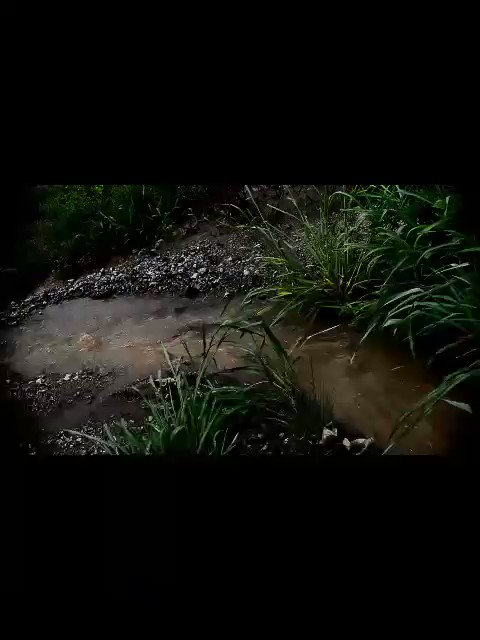 Embedded video