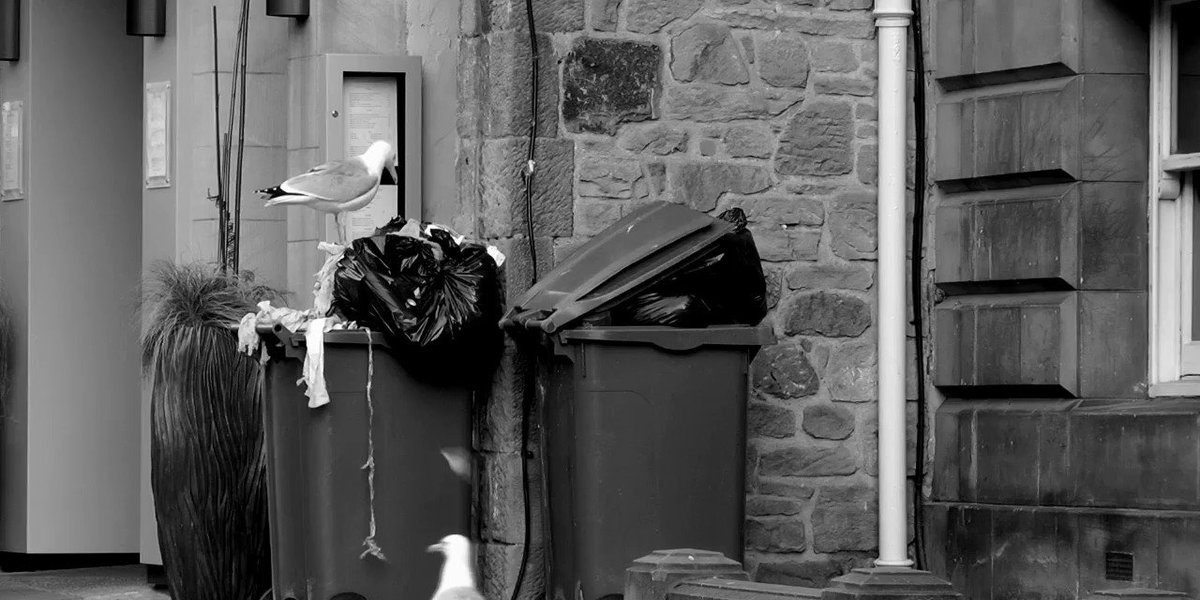 Birds and animals are eating #plastic from Unsecured wheelie bins all the time. We need bin owns and #waste companies to start securing their bins. #plastic #pollution #death #wildlife