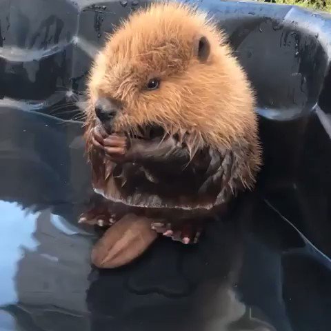 We dare you to find us anything cuter than this video of a baby beaver taking a bath. #CanadaTweetOff
📷 : @AIWC📍 : @TravelAlberta #ExploreCanada