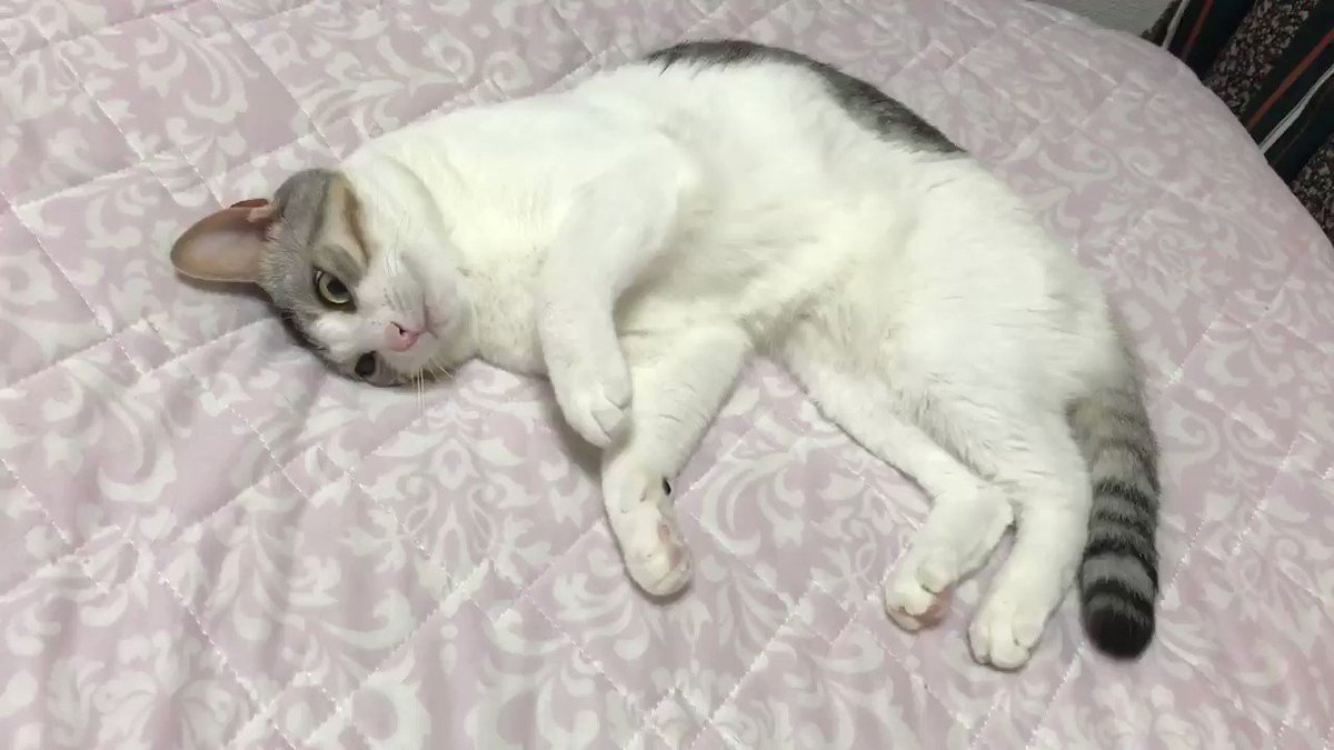 とうふちゃんにちょっかいを出したら嫌われました……
#猫 #大豆姉妹 https://t.co/DL1VzXPr8h