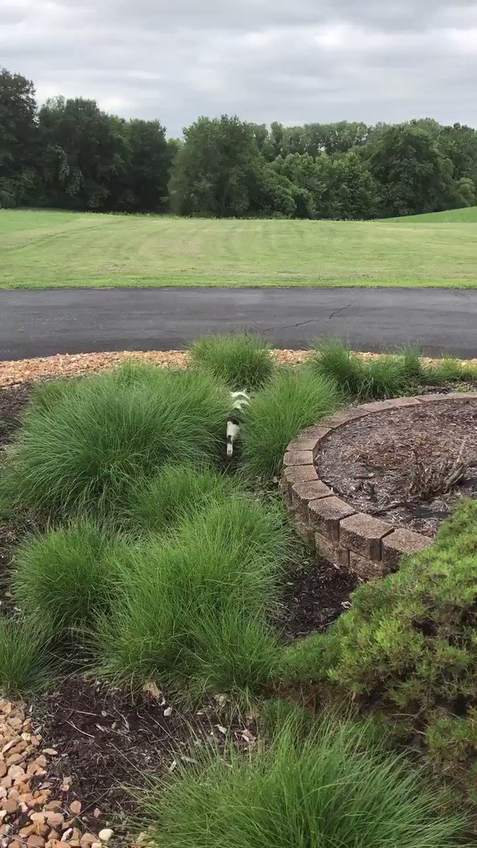 ❤️Thursday’s summer morning Midwest report:Walking with Gran, partly cloudy sticky air, as we are up to 80 by noon. Highs of 90, slight breezes in the afternoon. Good for growing corn! @PincyCat @LordGraydon @sandyincanada @JoyOfCats @SkittlesFriends @Aishatonu @LuckyDaPuppyCat