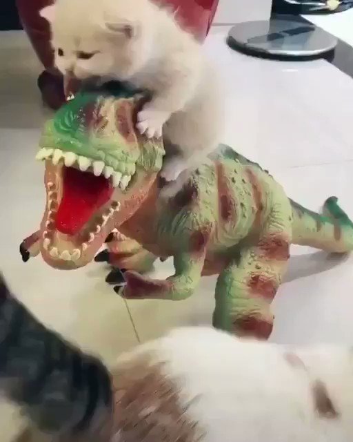 どうしても恐竜から離れたくない子猫ちゃんｗｗｗ親猫が離そうとするも…