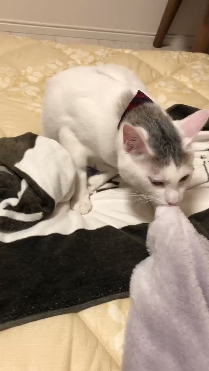 猫さんに毛布を奪われてねじられた 何がどうしてそうなったのか全くわからないがかわいい ほほう デスロールですか Togetter