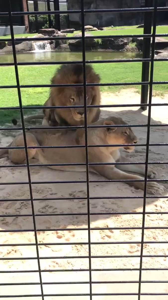 Come visit UNA! Where else can you see this on your way to class?? Let them know Leo 🦁🔊🦁🔊#RoarLions @UNAFootball @UNAAthletics @north_alabama – at George H. Carroll Lion Habitat