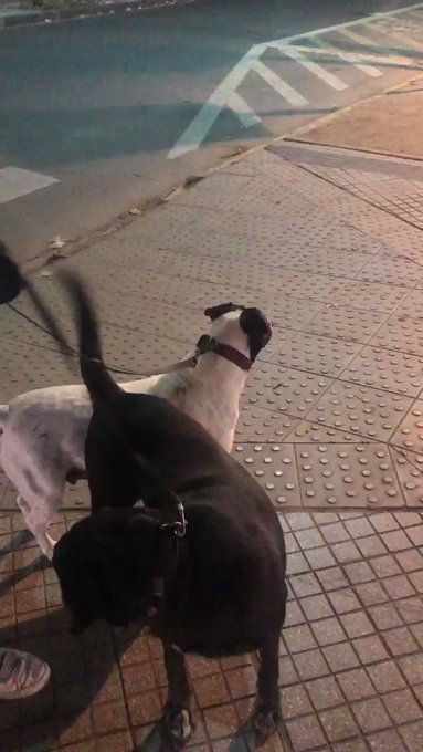 Video insertado