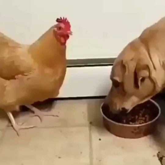 TonyBakercomedy s video Tweet