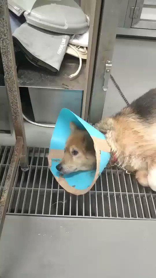 里親募集！！保護犬たちが救われますように…