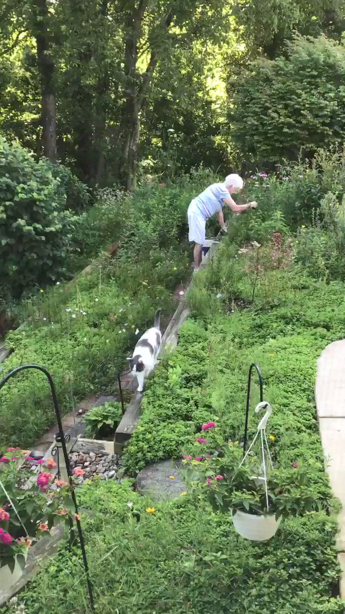 ❤️Tuna Tuesday Midwest report: Everyone should have an automatic door opener, right? Horribly HOT again today 90s for the highs, soupy humidity, partly cloudy, calm. Mixing up some Tunatinis for brunch.@LordGraydon @JoyOfCats @nelliedekat @BooCatDaily @PincyCat #cats @Aishatonu