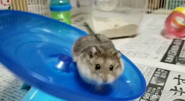 気合いの入った顔…

#キャンベルハムスター
#ハムスター https://t.co/PmwhqgJPUf