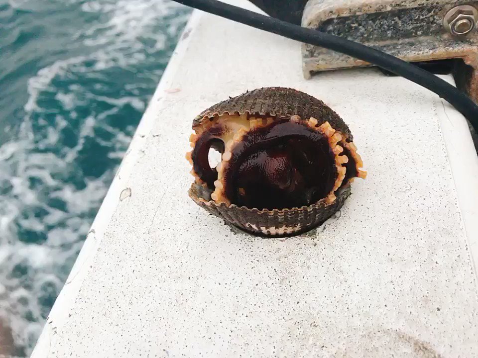 貝が釣れたと思いきや？とんでもないものが釣れてしまうwww