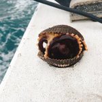 貝が釣れたと思いきや？とんでもないものが釣れてしまう!
