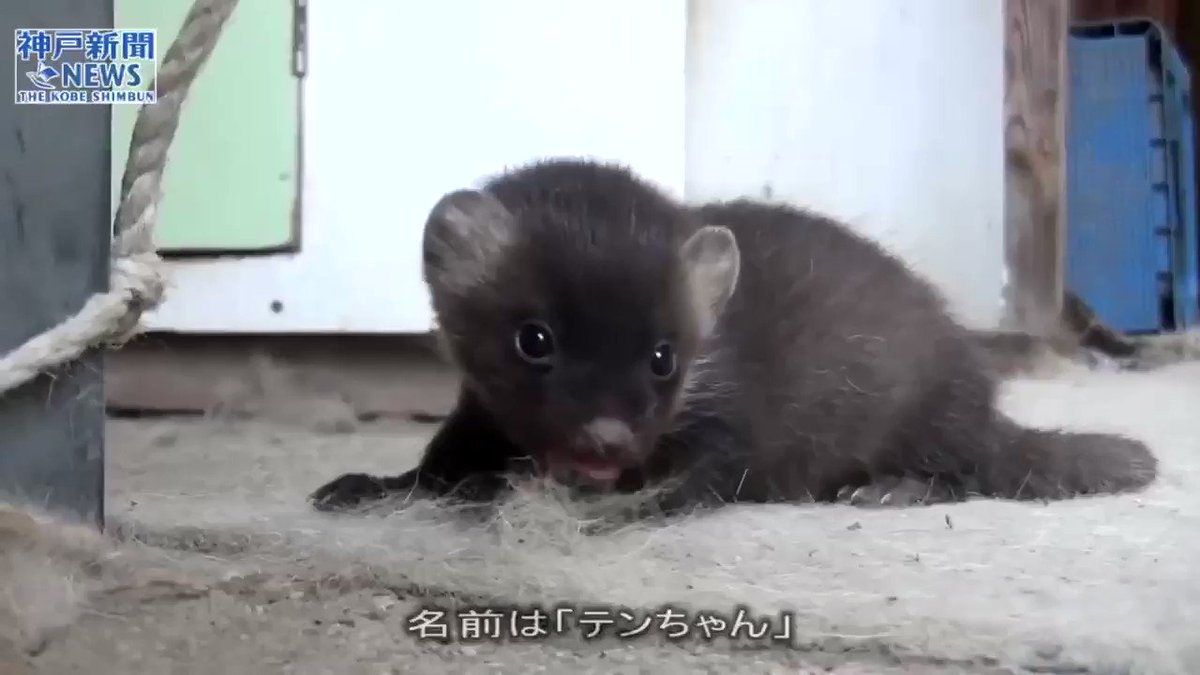 モチパン テンの赤ちゃんの泣き声聞いて モチパン テンの赤ちゃんの泣き声聞いて