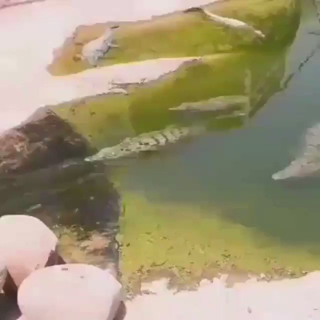 You: sitting on your bed overthinking stuff
A random crocodile somewhere: