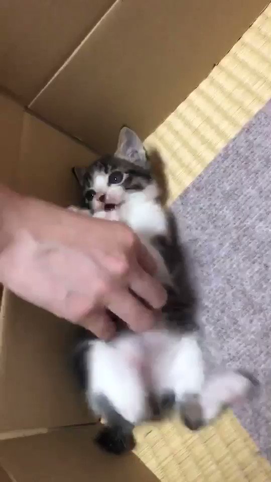 かわいい 以外の言葉がみつからない コショコショからのバンザイを何度も繰り返す子猫ちゃん 1 2 ページ ねとらぼ