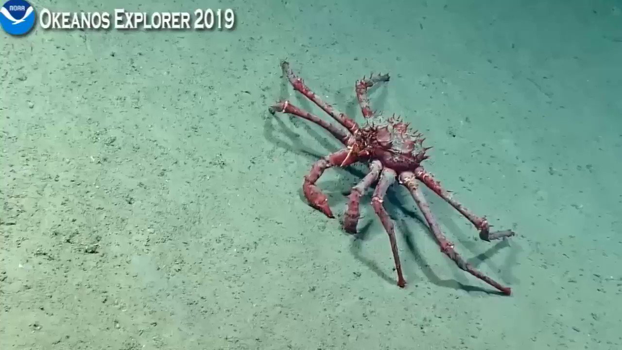 Jun でっかいタラバガニ科 Notカニ Okeanos T Co 4nwgibqmyc Twitter
