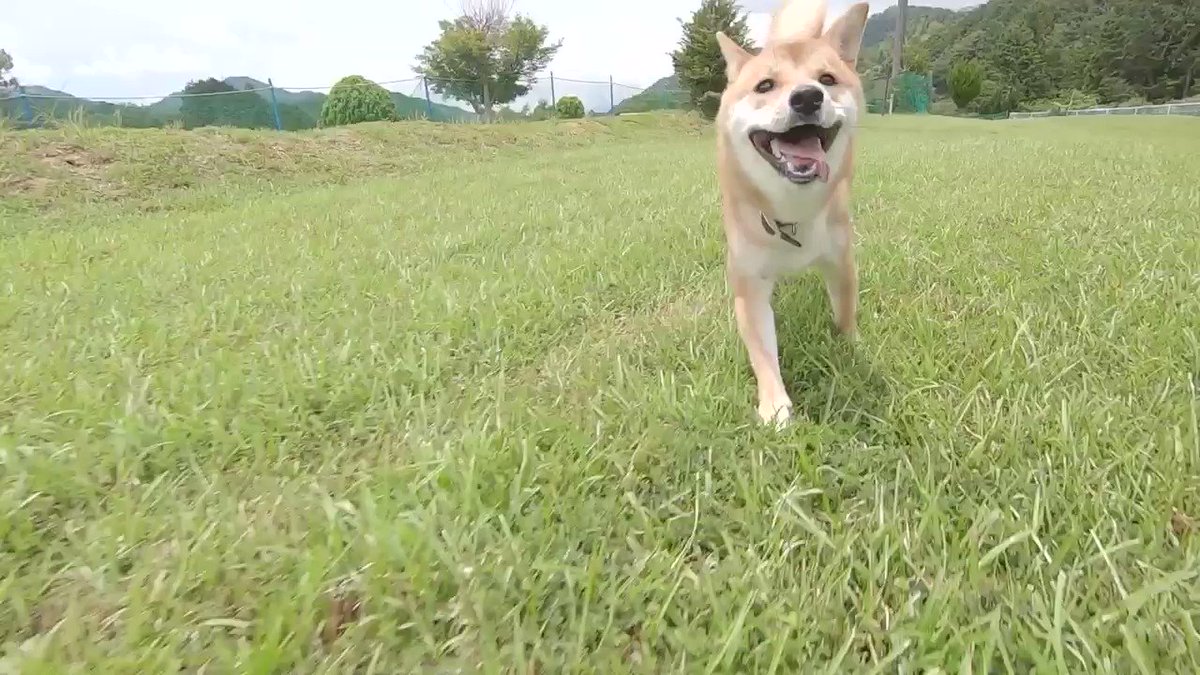 柴犬と追いかけっこするとこんな感じ を体験できる動画がすごい 気持ち良さそう 疾走感がいい Togetter