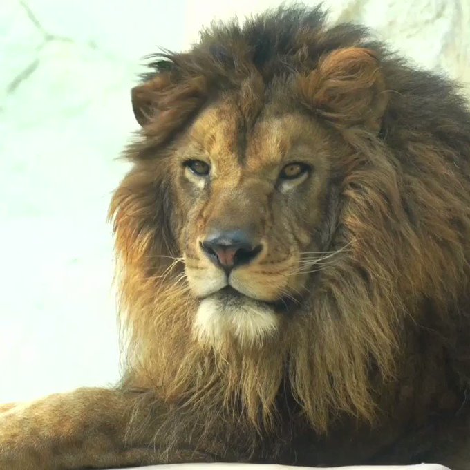 福岡市動物園のtwitterイラスト検索結果 福岡市動物園のtwitterイラスト検索結果