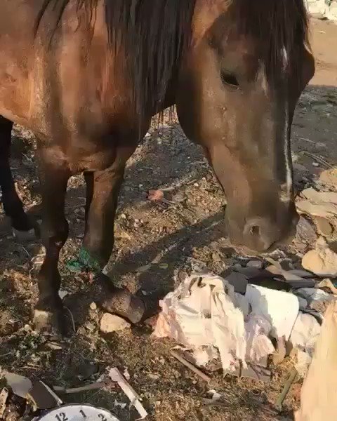 LÜTFEN DUYUN ÇOK ACİL DESTEĞE İHTIYACIMIZ VARGünlerdir Mardin de motosiklet çarpıp bacağı Kopmak üzere olan bu at için yüzlerce kez etiletlendik şuan çok tıkanık durumdayız araç yolda alıp gelecek ancak gerek nakil gerek tedavi çok pahalı olacak
