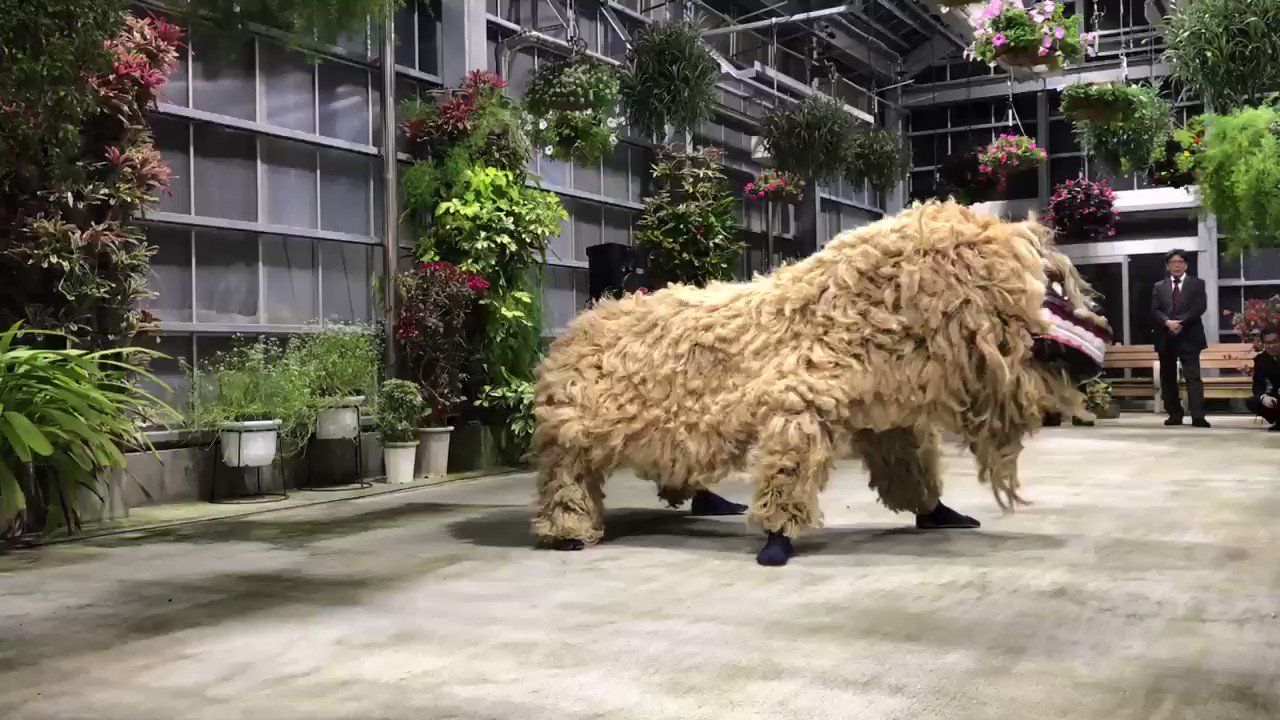 サカン竜一郎 世界の打楽器 沖縄の獅子舞 なんかふさふさしてるし生物感ヤバいしで子供トラウマになりそう T Co Uzagakxidw Twitter サカン竜一郎 世界の打楽器 沖縄の獅子舞 なんかふさふさしてるし生物感ヤバいしで子供トラウマになりそう T Co Uzagakxidw Twitter