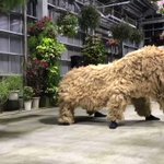 沖縄の獅子舞がリアルすぎる!生き物感がすごい!