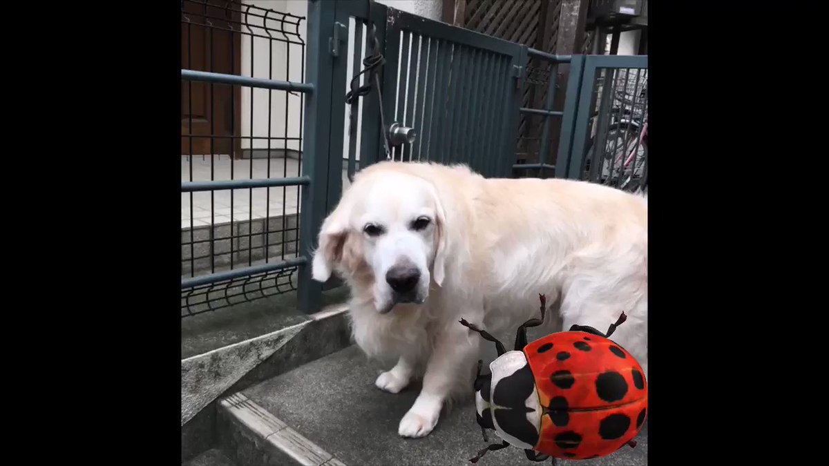 犬連れ去り Twitter Search Twitter