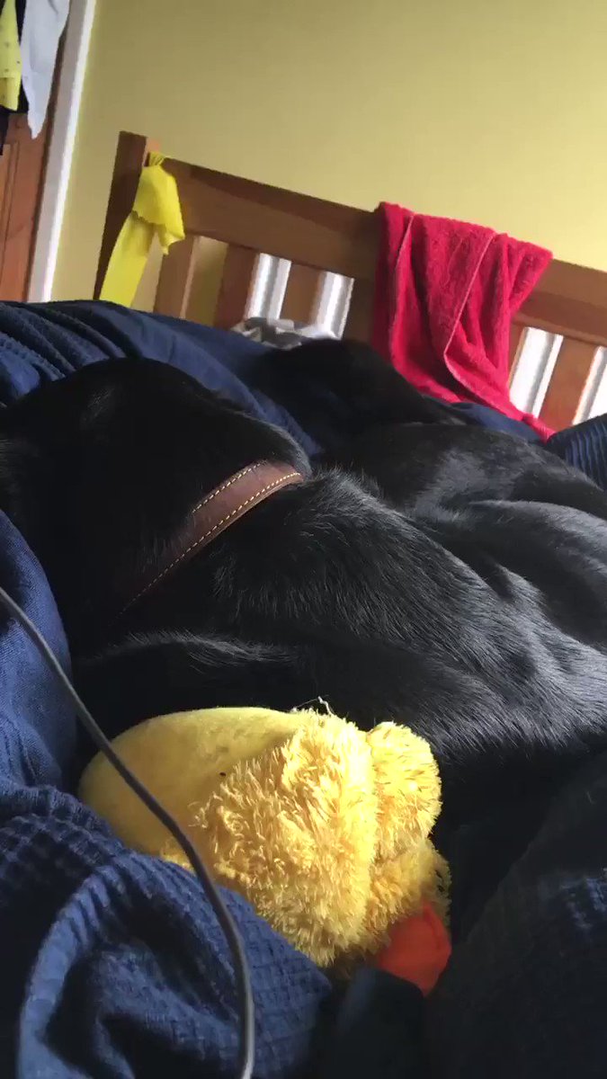 Pls watch this with the sound on....Bramble is fast asleep during the cricket having the bestest dreams!!! 🤣🐶 @emwiggsy