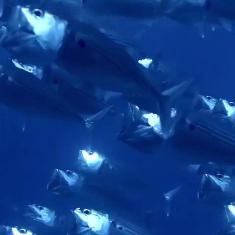 Watch this beautiful video of A flock of Indian mackerel. You will love it#ocean #nature #ThursdayThoughts #ThursdayMotivation