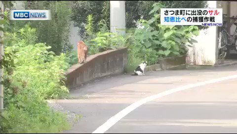 平和すぎるwwwサルの捕獲作戦がゆるすぎてほのぼのしてるwww
