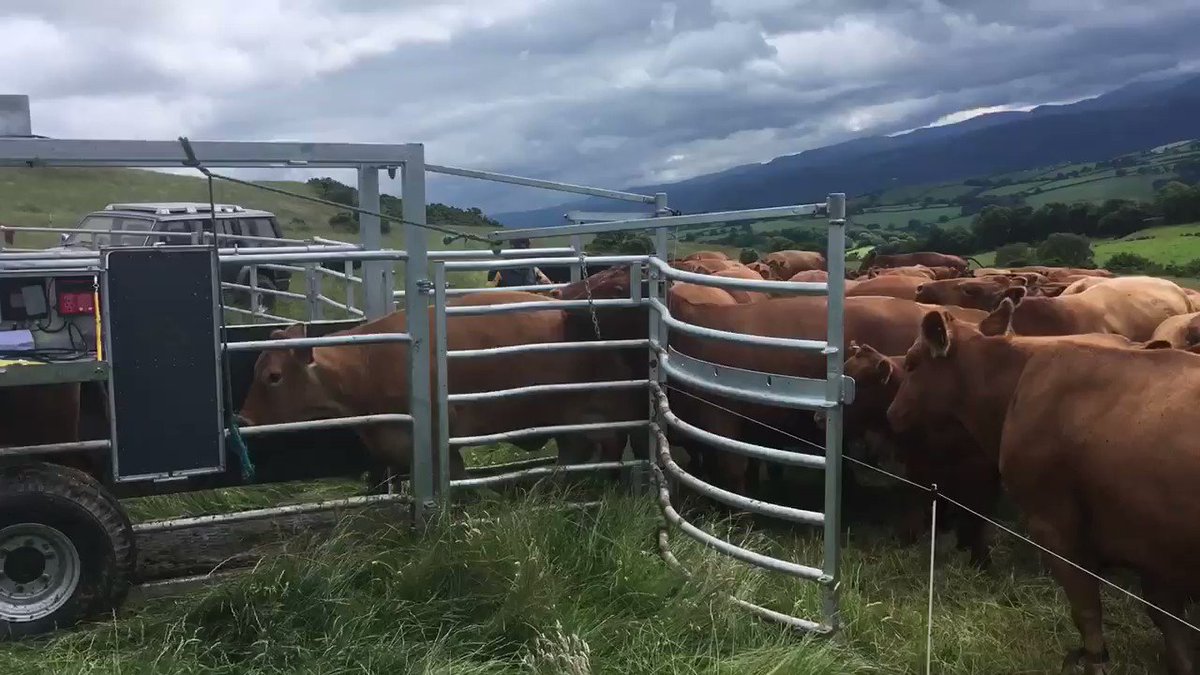 Very impressed today, new tech applied perfectly; pedometers on cows detect heat, herd move daily to fresh grass through race, cows to be served auto drafted using EID, AI’ed in crate then join group. Super low stress, efficient labour. Awesome job Geraint and Guto Johns 👍🐄