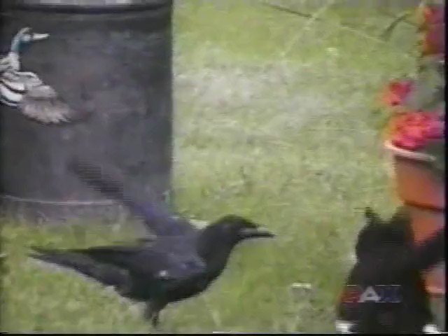 カラスと子猫が友達同士！？子猫に餌をあげて 一緒に遊んだりしてたwww
