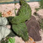 「絶滅危惧種カカポ」飛べない鳥、人懐こい!