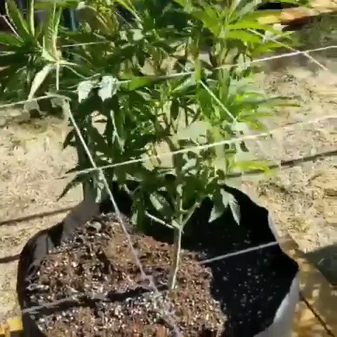 The ladies are happy and growing up fast! “THAT LOVE TREES THOUGH” @tinosgenetics @birthrightseed @lovetreesofficial cant wait to see how these are going to turn out #sungrown #outdoor #growyourown #marijuanaismedicine #marijuana #lovetreesofficial #lovetreescali #calsimag