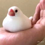 文鳥が飼い主さんの手にフィットしてる映像!豆大福みたいw