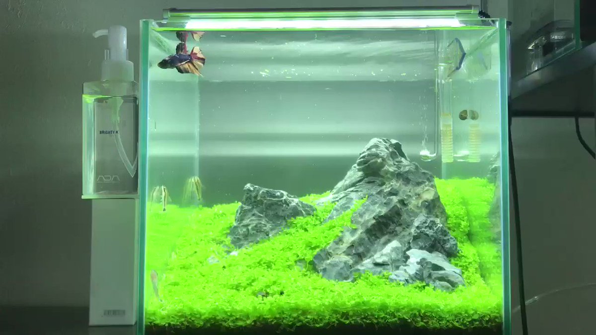 木下裕人 株 アクアレンタリウム代表取締役 アクアリウム大学運営 100均のハサミを駆使した 水草トリミング終了です 水草 トリミング ネイチャーアクアリウム 石組み ベタ キューバパールグラス 熱帯魚 アクアリウム 水草水槽 アクアレン 木下裕人 株 アクアレンタリウム代表取締役 アクアリウム大学運営 100均のハサミを駆使した 水草トリミング終了です 水草 トリミング ネイチャーアクアリウム 石組み ベタ キューバパールグラス 熱帯魚 アクアリウム 水草水槽 アクアレン